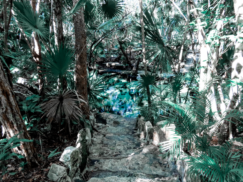 Path surrounded by jungle leading to one of the pools of Cenote Azul
